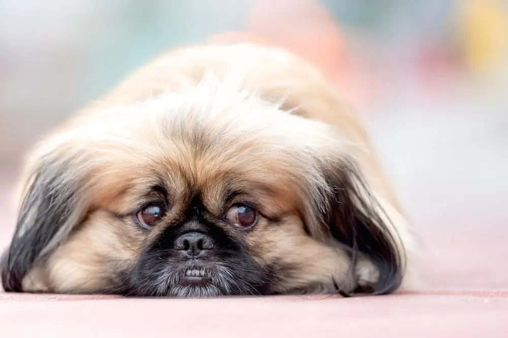 Cómo ayudar a tu perro a lidiar con el estrés