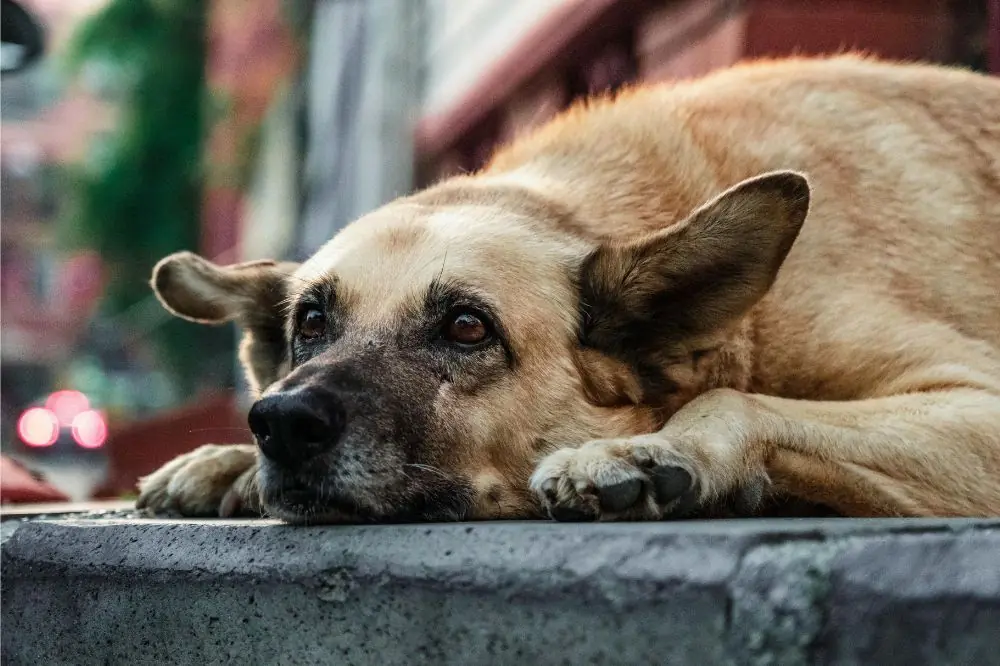 Cómo ayudar a tu perro a superar el miedo a otros perros