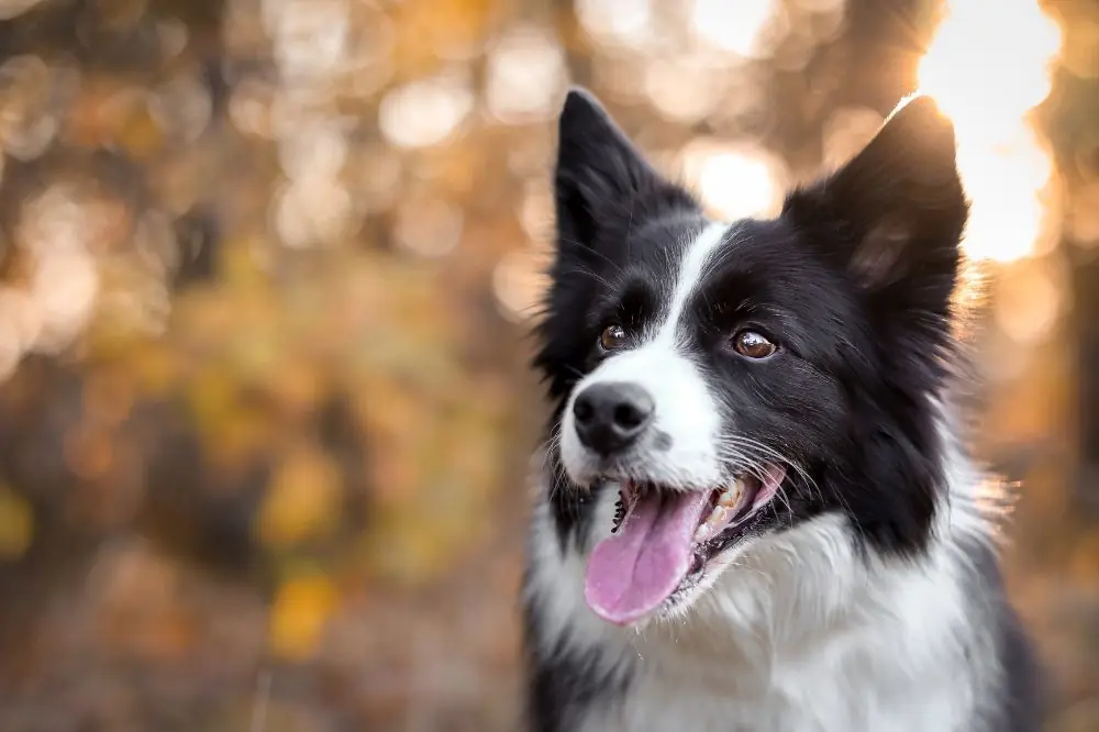 Curiosità sul Border Collie