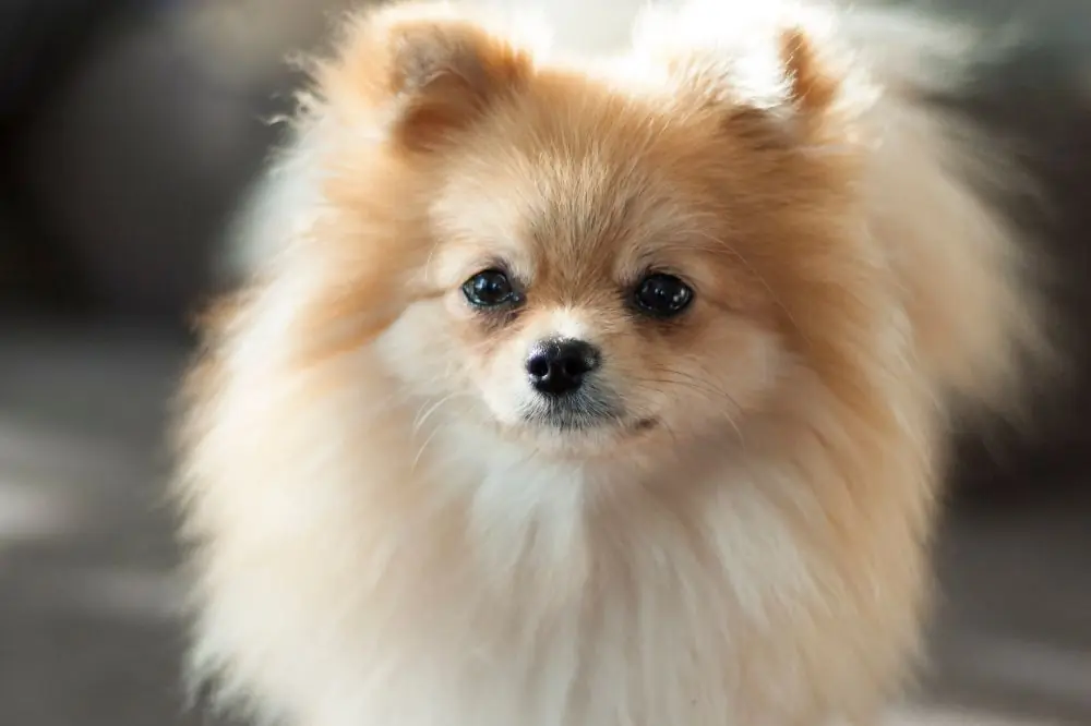 Curiosità sul Pomerania