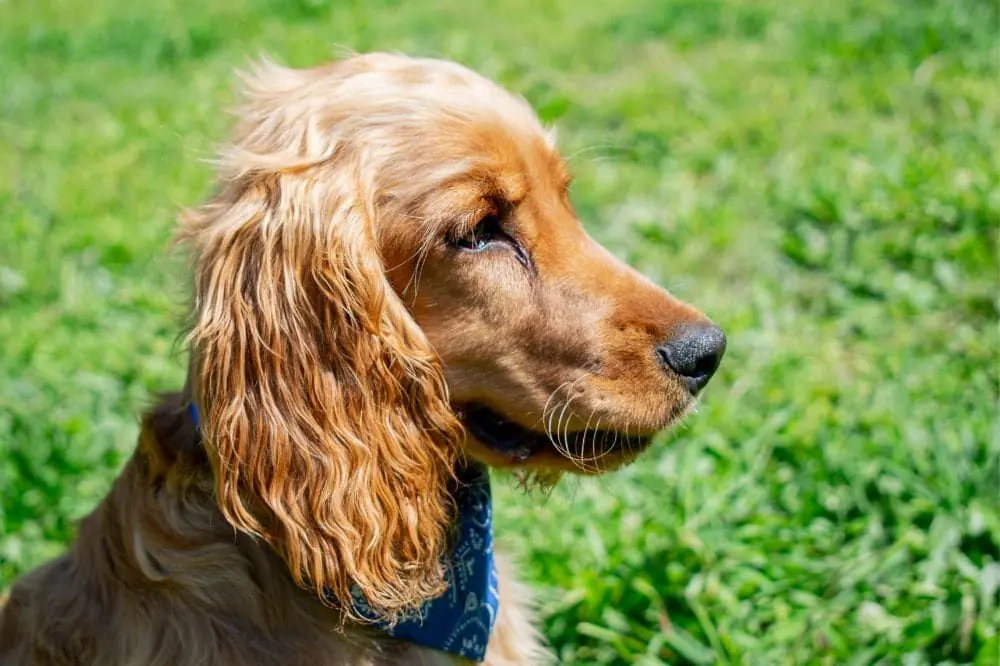 Curiosità sul Cocker Spaniel Inglese
