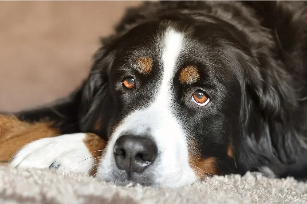 Curiosità sul Bovaro del Bernese