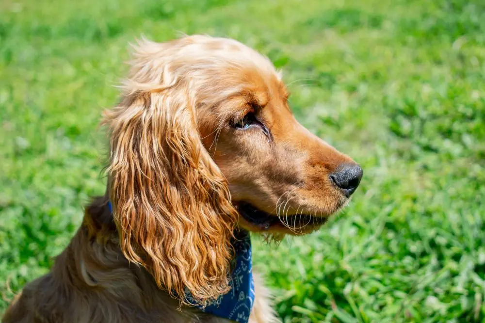 Cocker Spaniel Anglais: Caractéristiques, soins et Tempérament