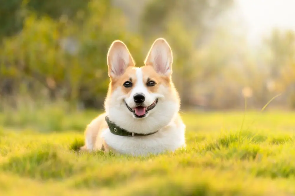 Guía sobre el Corgi: características, cuidados, alimentación y carácter