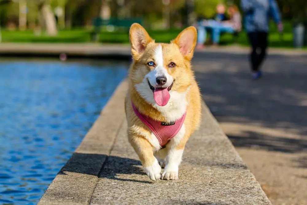 Guida al Corgi: caratteristiche, cura, alimentazione e temperamento