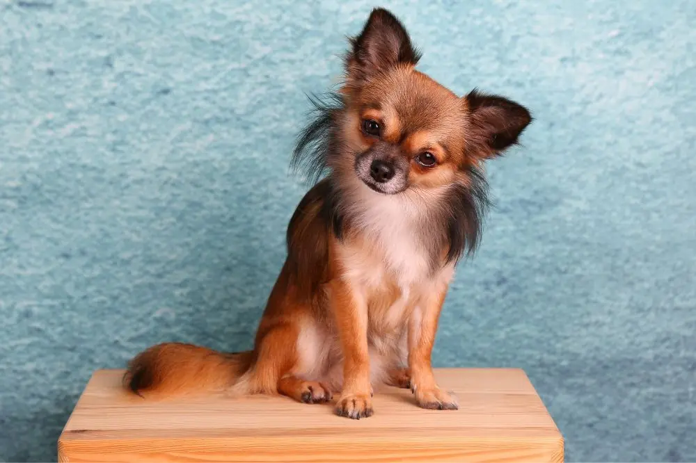 Curiosità sul Chihuahua