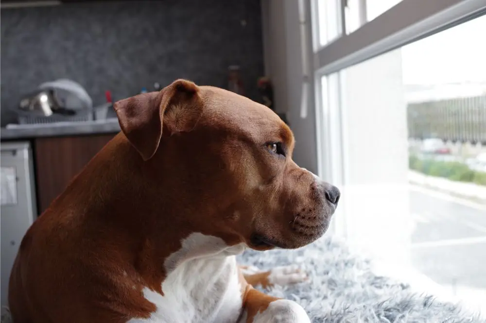 Curiosità sul Pit Bull Terrier americano