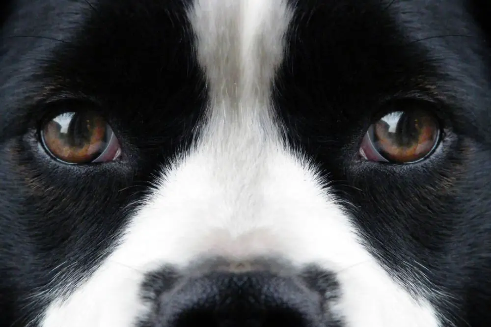 ¿Los perros ven en blanco y negro?