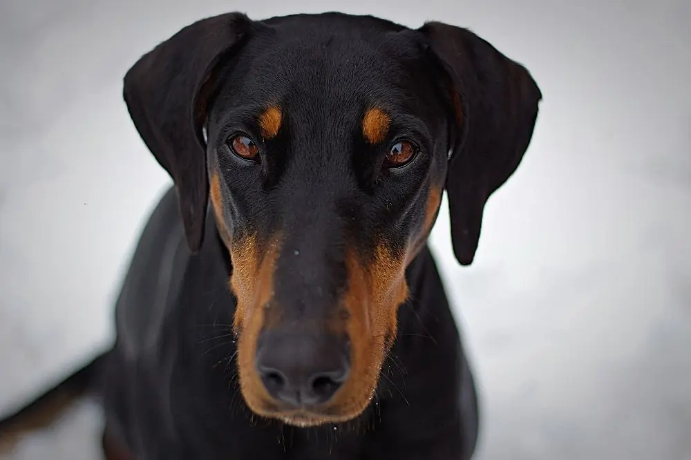 Doberman: origine, caractéristiques et soins