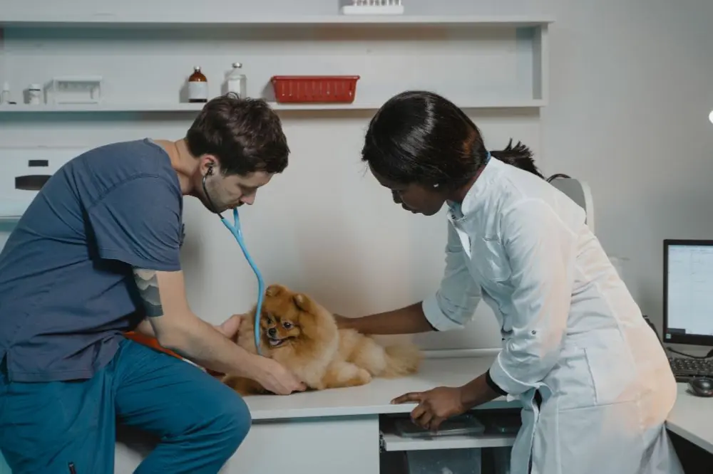 Artritis en perros: síntomas y opciones de tratamiento