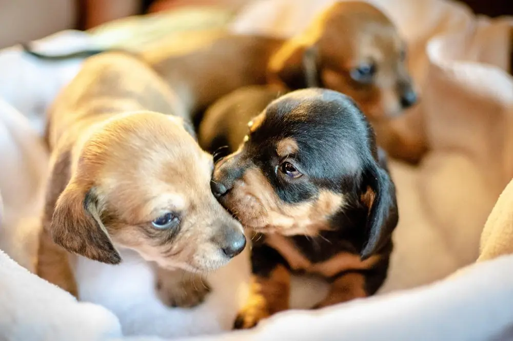 Trucos de obediencia para practicar con tu perro cachorro