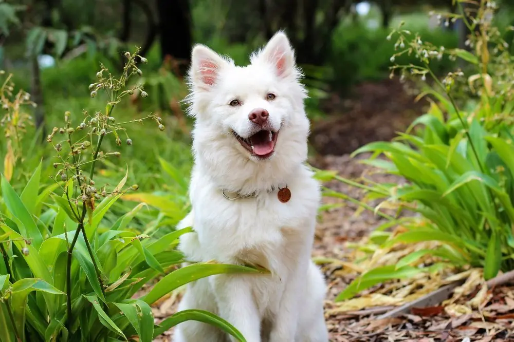 5 maneras de mantener a tu perro saludable y feliz