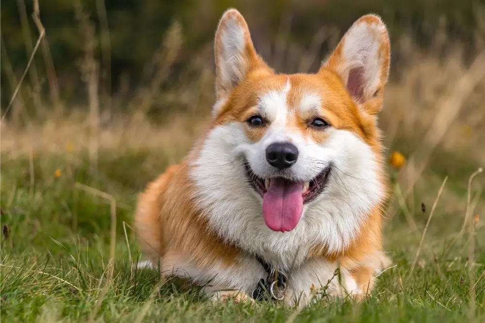 Meilleure alimentation pour le Corgi: guide complet pour une alimentation naturelle et équilibrée