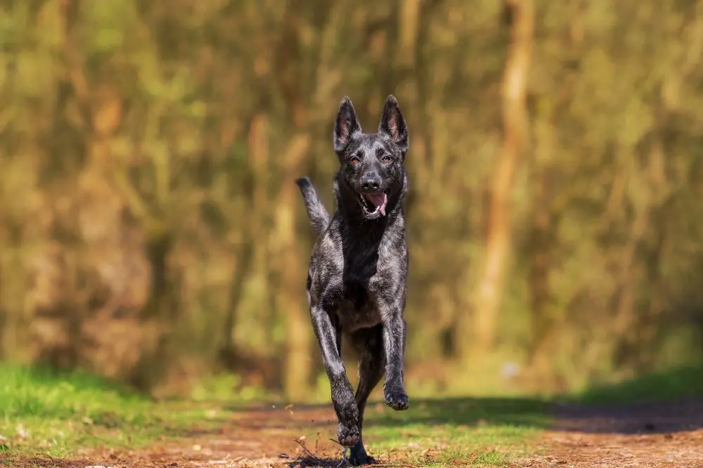 Cómo enseñar a tu perro a no saltar sobre las personas