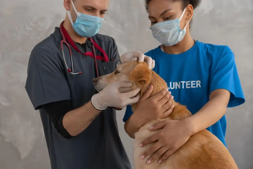 Cómo evitar que tu perro tenga miedo al veterinario