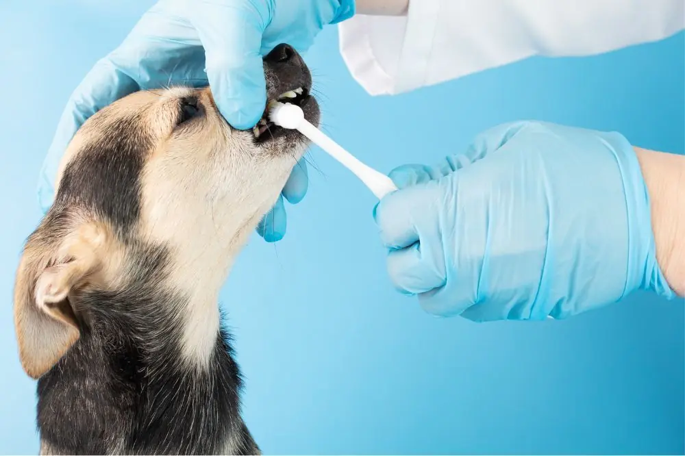 Perros y el cuidado de los dientes: lo que necesitas saber