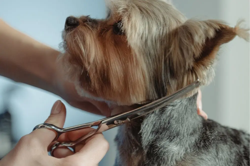 Consejos de expertos para un cepillado perfecto para tu perro