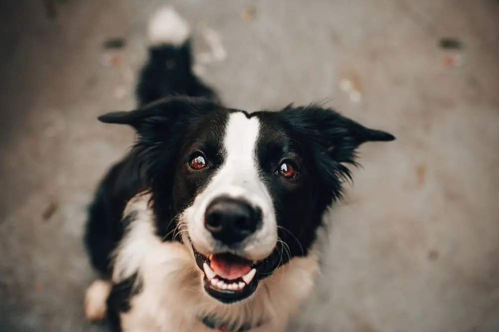 Nombres de perro para machos y hembras