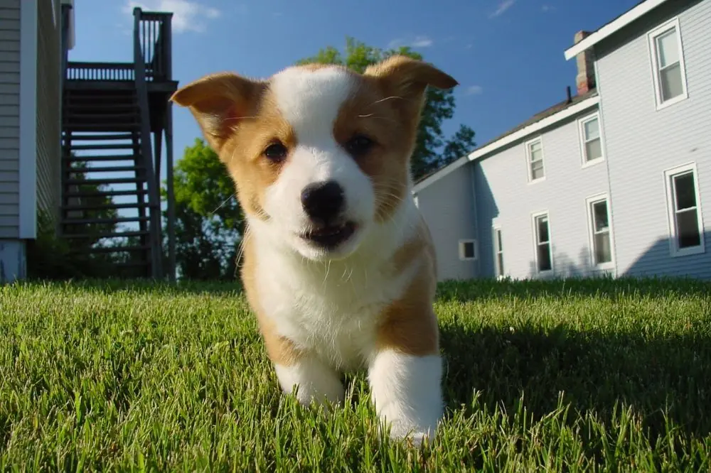 Guía sobre el cachorro de Corgi: socialización, cuidados y alimentación