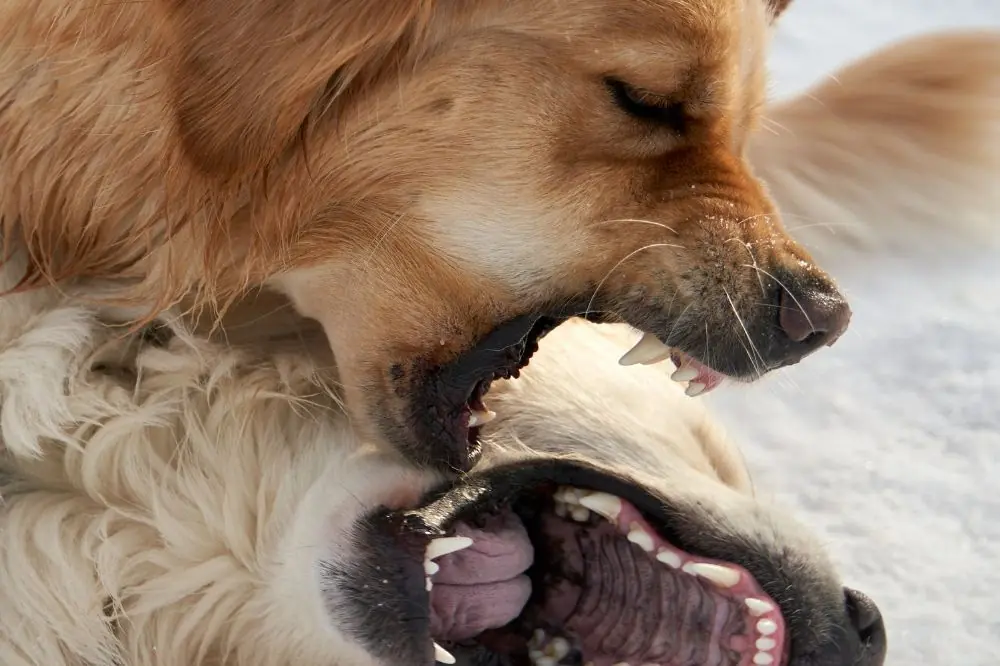 Agresividad redirigida en perros: causas y cómo manejarla