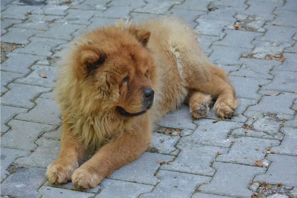 Curiosità sul Chow Chow