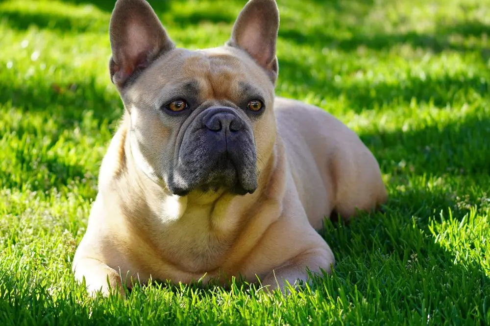 Curiosità sul Bulldog Francese
