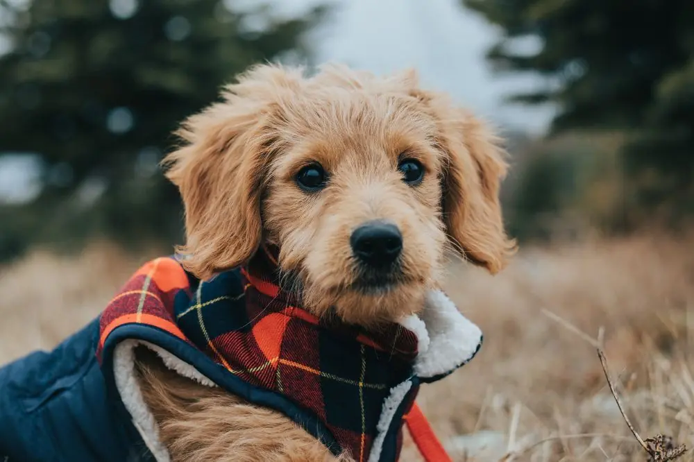 Meilleure alimentation pour le Goldendoodle : guide complet pour une alimentation saine