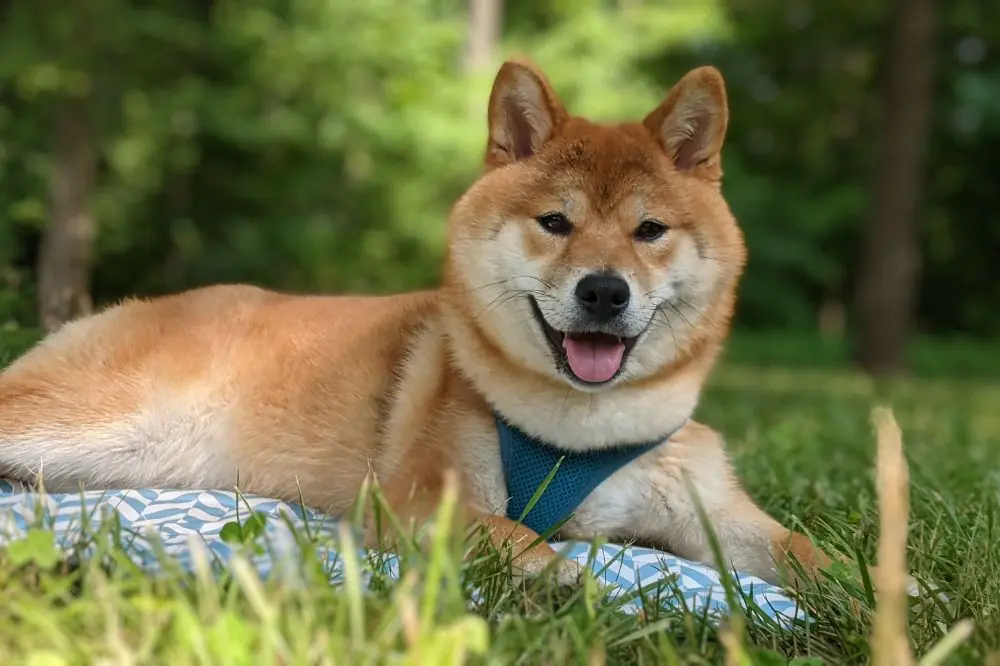 Le Shiba Inu japonais: Découvrez-en plus sur cette race de chiens