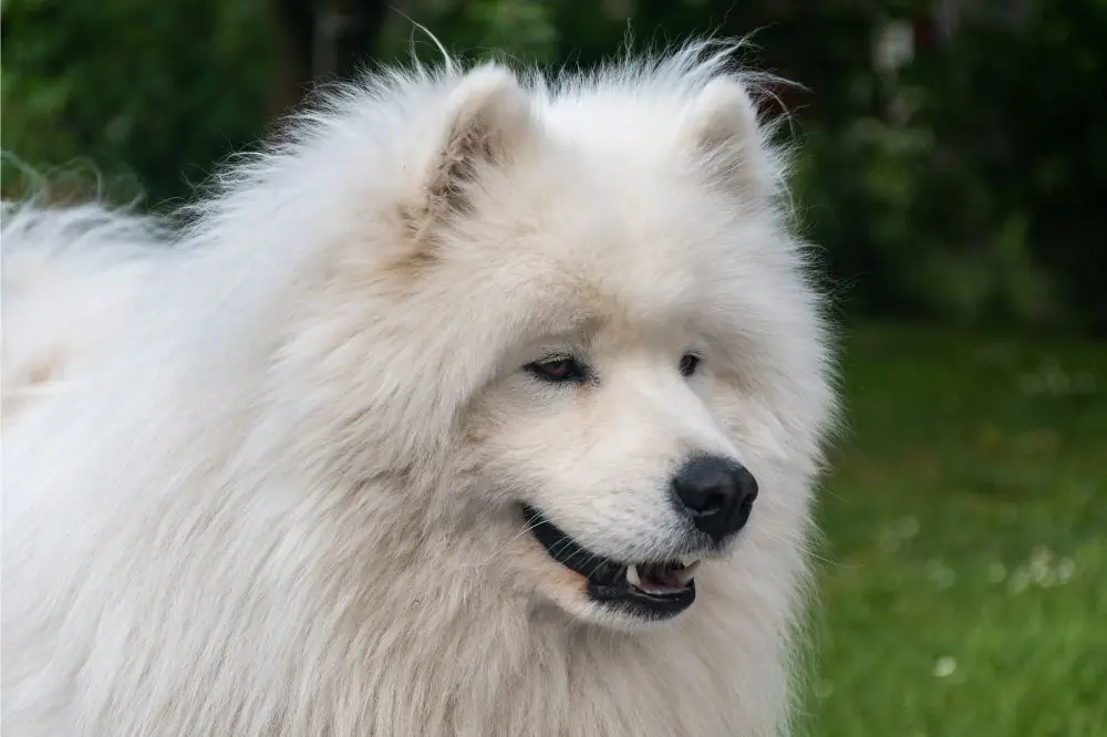 Samoyède: caractéristiques, soins, alimentation et caractère
