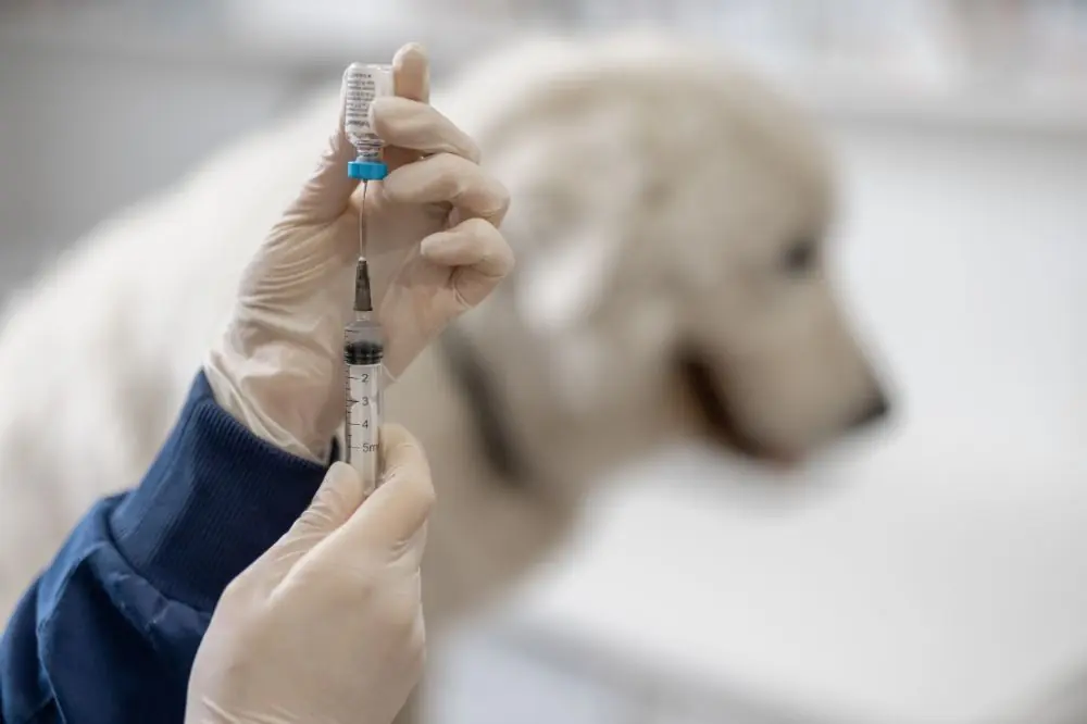 Calendario de vacunación en cachorros: cuáles son y cuándo ponerlas