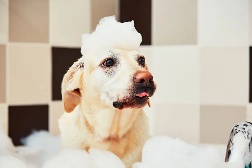 7 maneras de cuidar la higiene de tu perro