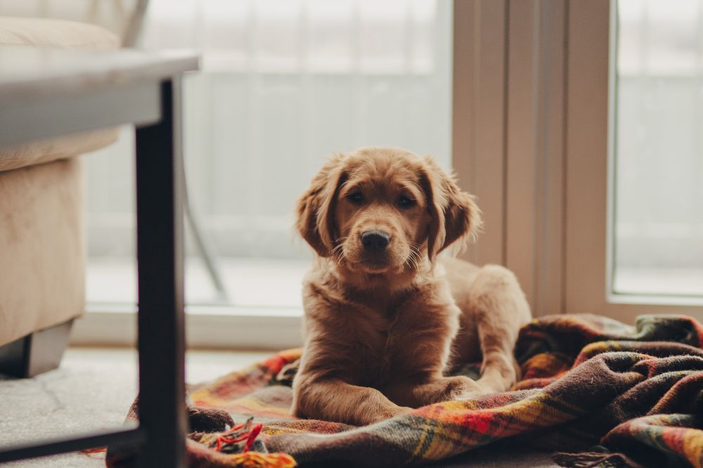 Alimentación adecuada para evitar la ansiedad por separación