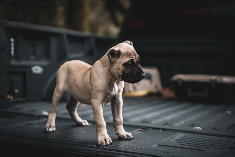 Fawn,Presa,Canario,Puppy,Looking,Down ,Puppy,Dog,Has,A