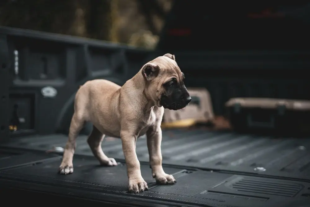 Fawn,Presa,Canario,Puppy,Looking,Down ,Puppy,Dog,Has,A