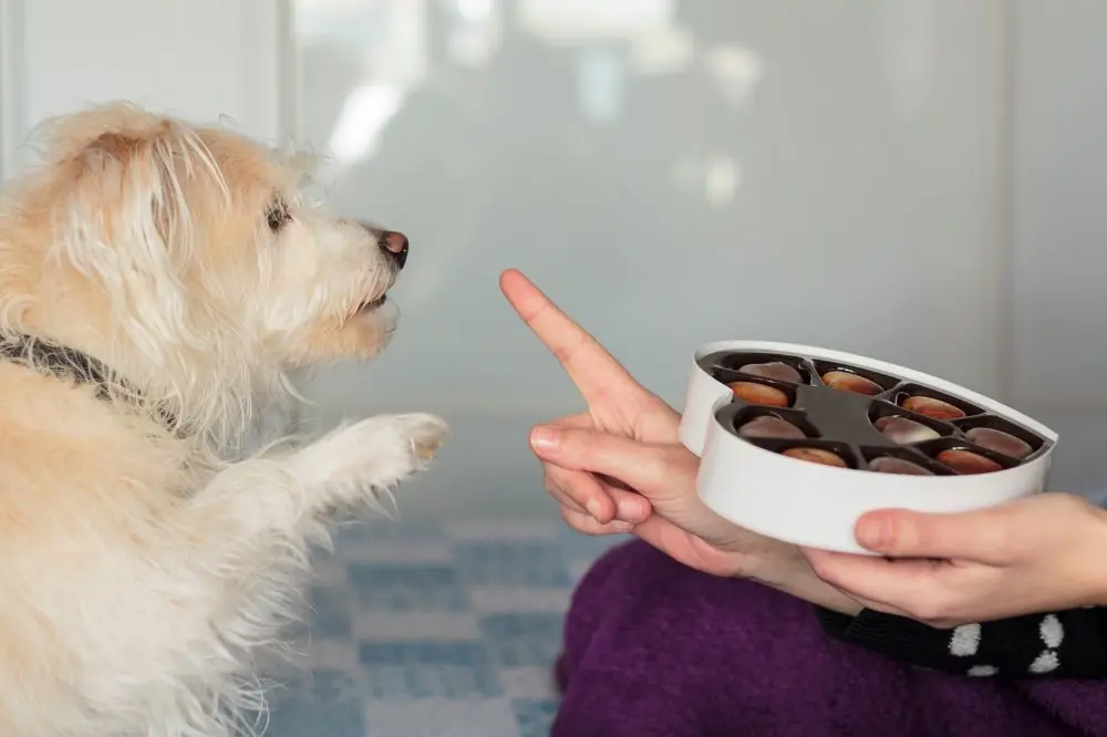 Alimentos perjudiciales y/o tóxicos que no debemos darles a nuestros perros