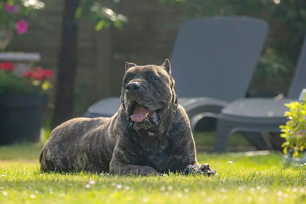 Aliments a eviter pour Presa Canario