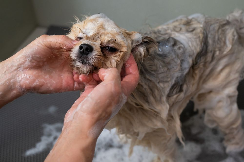 Baña a tu perro regularmente