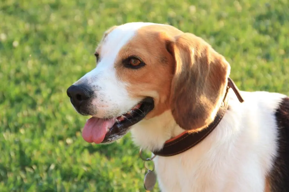 Curiosità sul Beagle