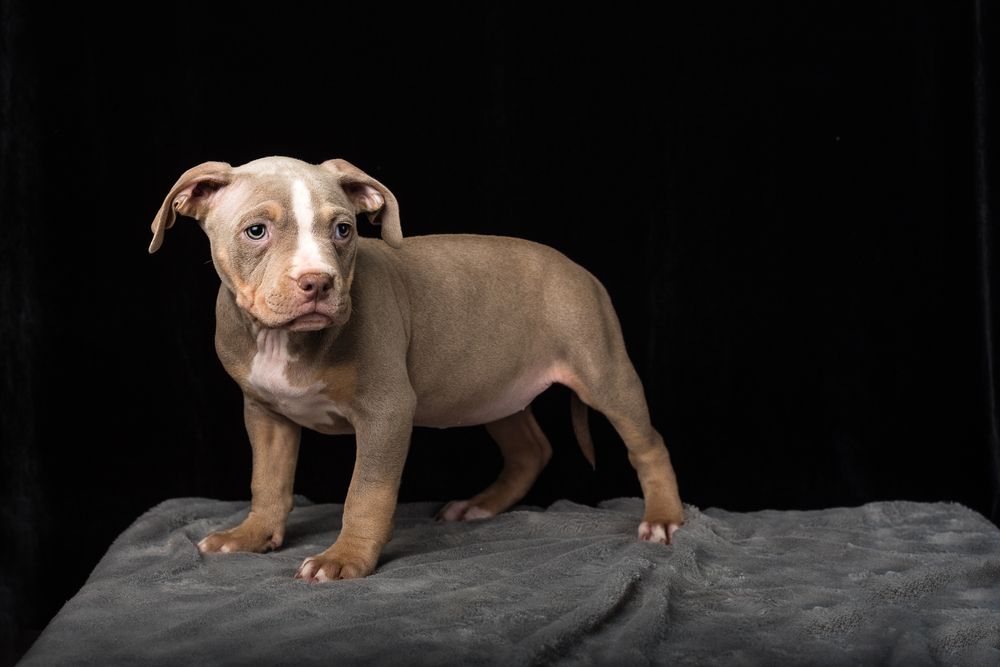 Cachorro de Pit Bull con mirada curiosa