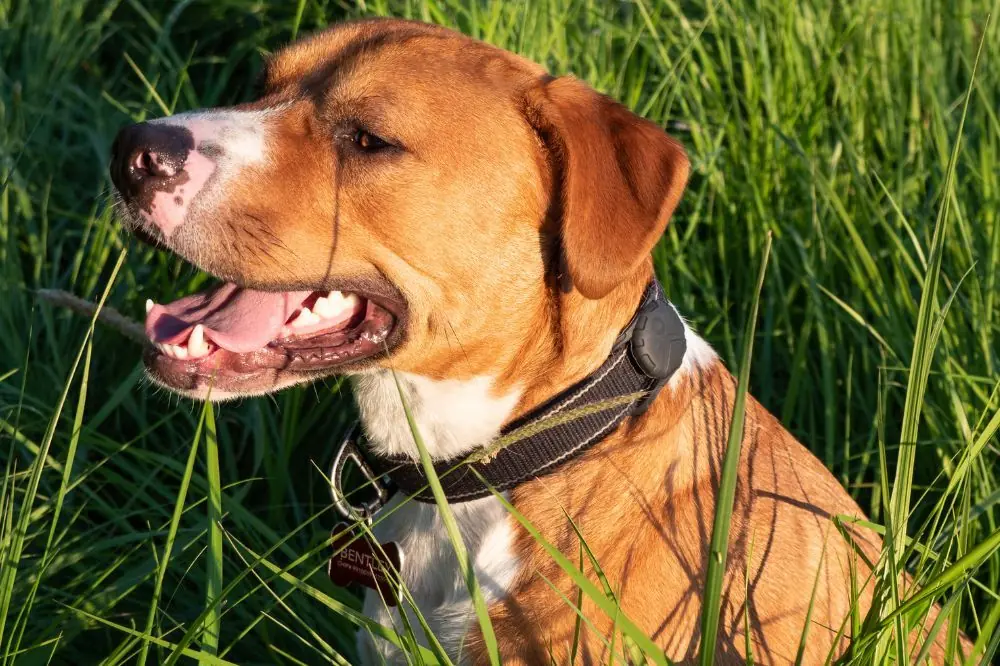 La meilleure alimentation pour l'American Pit Bull Terrier