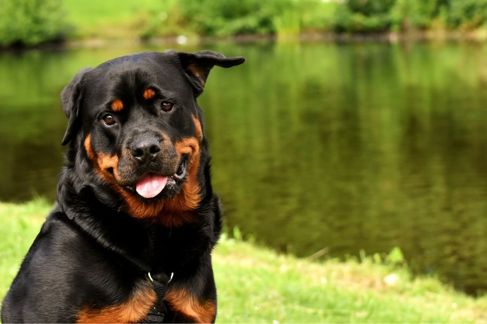 xr:d:DAFAoGUhJs:,j:,t: