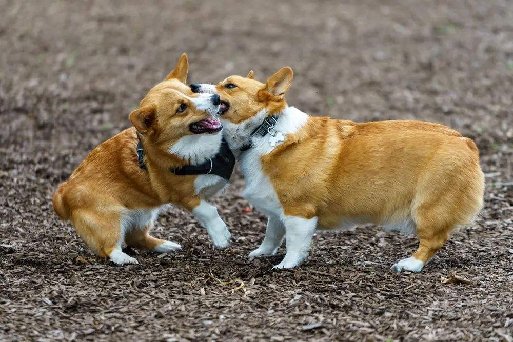 Deux chiens complices s’amusant dans un espace ouvert.