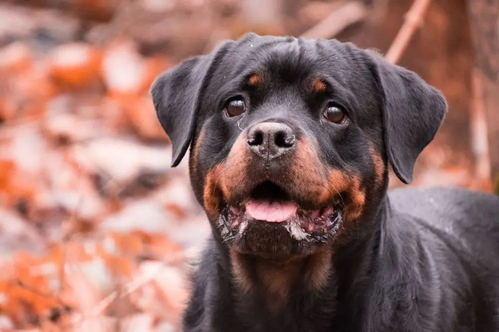 Rottweiler: origine, caractéristiques et soins