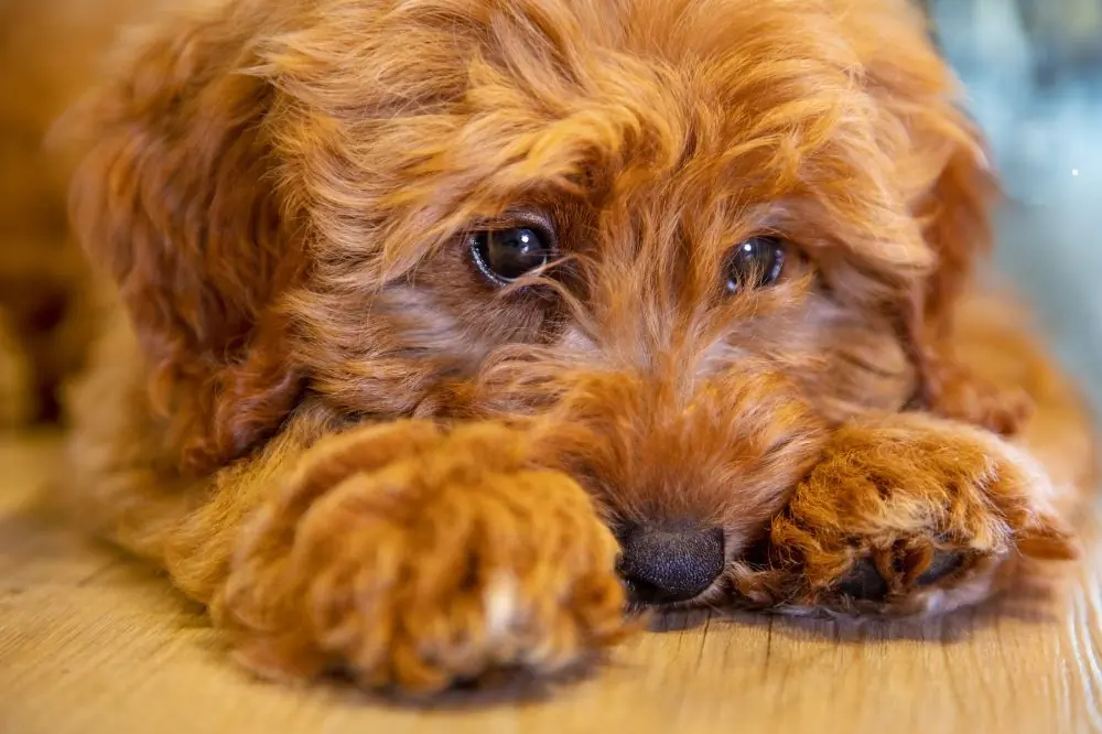 Cómo ayudar a tu perro a lidiar con la soledad
