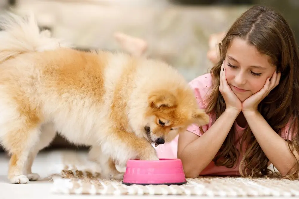 Cómo elegir el mejor comedero para tu perro