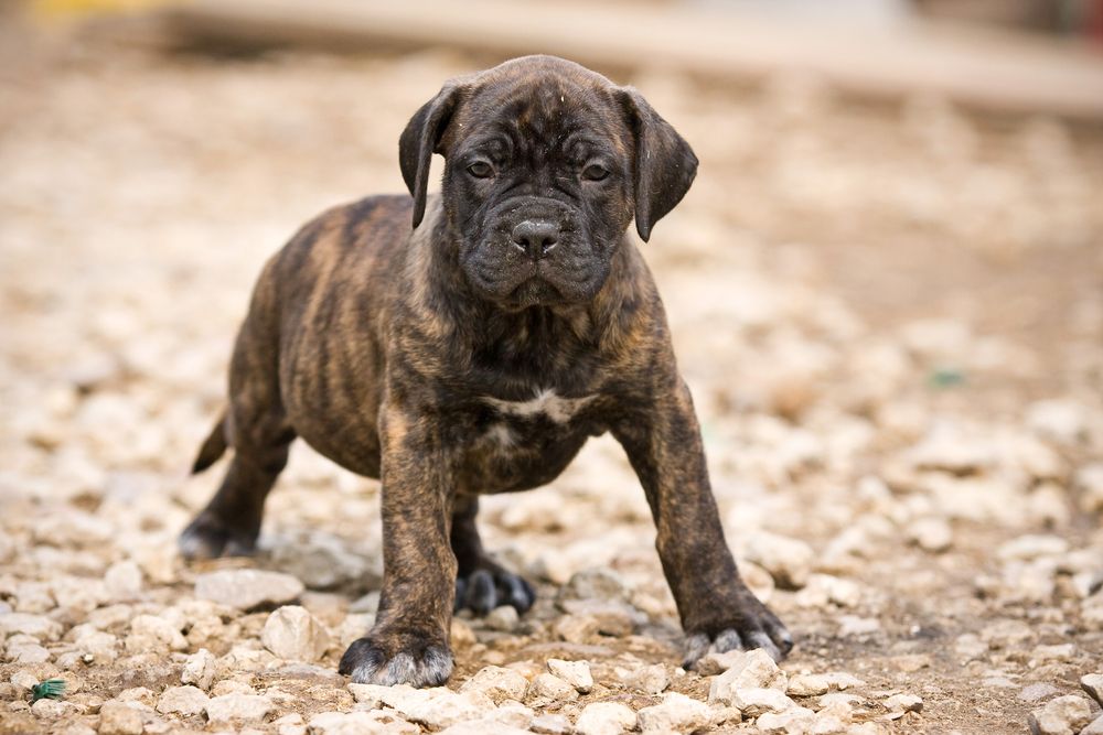 Dogo,Canario,Puppy,Outdoor,Settings