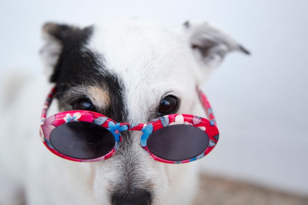 Conociendo las necesidades de tu perro
