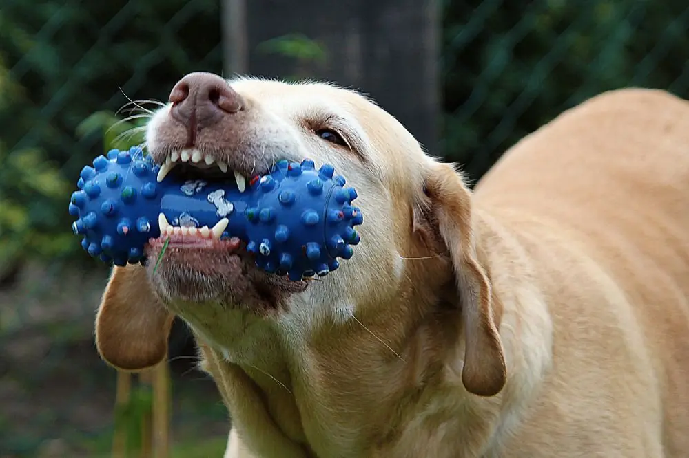 Consejos adicionales para ayudar a tu perro a lidiar con el estrés
