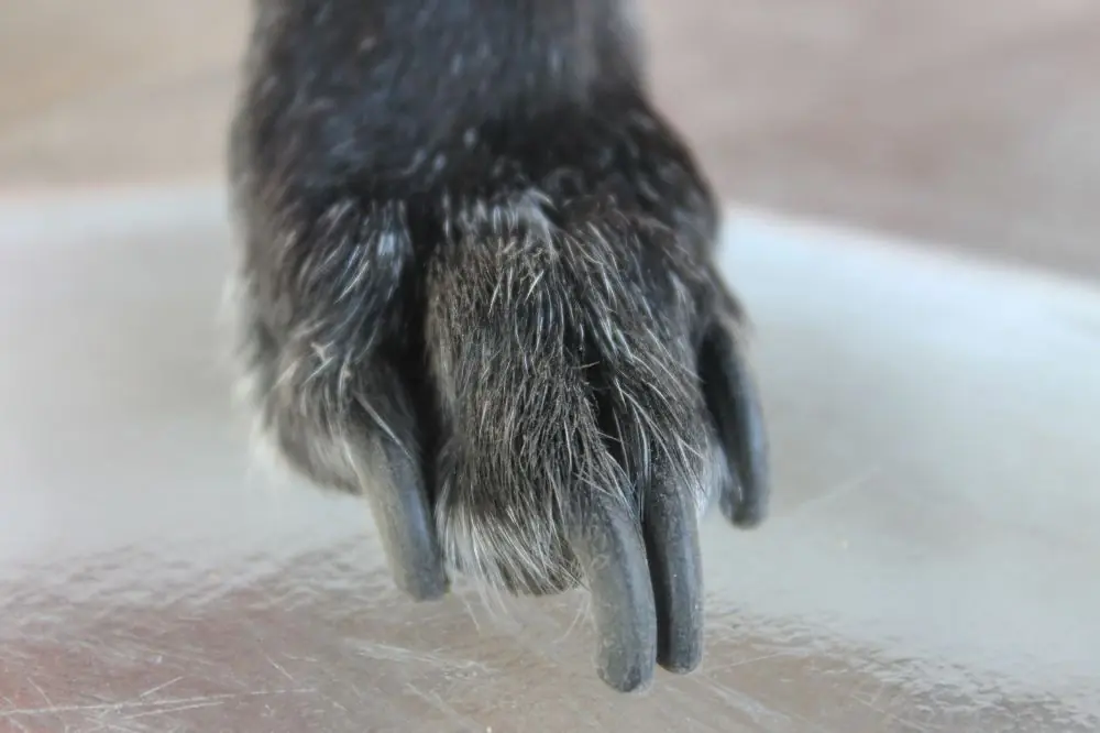 Consejos finales para cuidar de las uñas de tu peludo