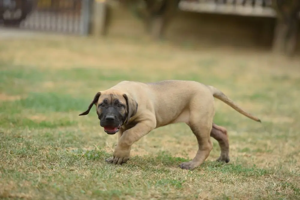 Dogo,Canario,,,Dog,,Bred,,Puppy